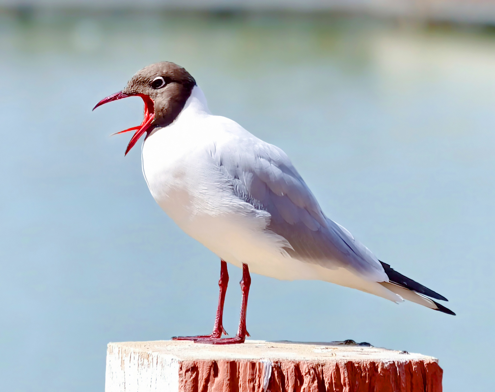 ×ÏСƽ-1.jpg ×ÏСƽ-1.jpg