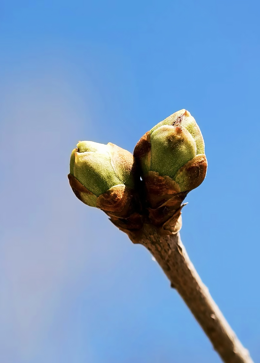 ×ÏСƽ.jpg ×ÏСƽ.jpg